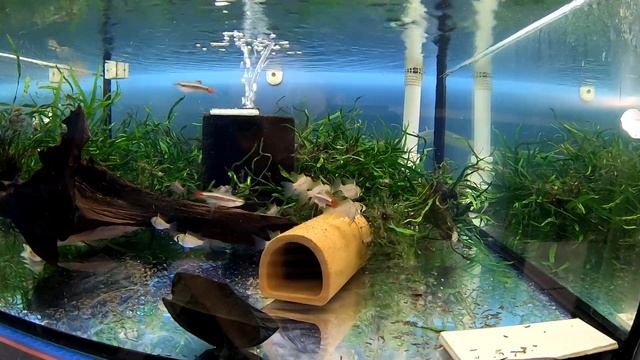 Микрогеофагус Рамирези. Отбор производителей на нерест. Половые отличия. Создание идеальных условий смотреть онлайн