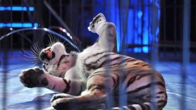 Ghost - Square Hammer (Animal Trainer's Clip) смотреть онлайн