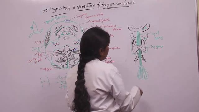 Investing layer of deep cervical facia | General Anatomy | Indian Dental Academy смотреть онлайн