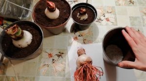 ГИППЕАСТРУМ ПОСАДКА. ТОНКОСТИ ПЕРЕСАДКИ ГИППЕАСТРУМА. КАК ПРАВИЛЬНО ВЫБРАТЬ ГОРШОК И ГРУНТ.