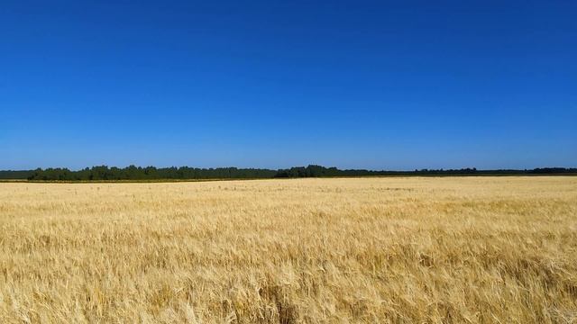 26 июля. Народный праздник ГАВРИЛА ЛЕТНИЙ. Что нельзя делать. Приметы смотреть онлайн