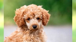 Той пудель описание породы собаки!