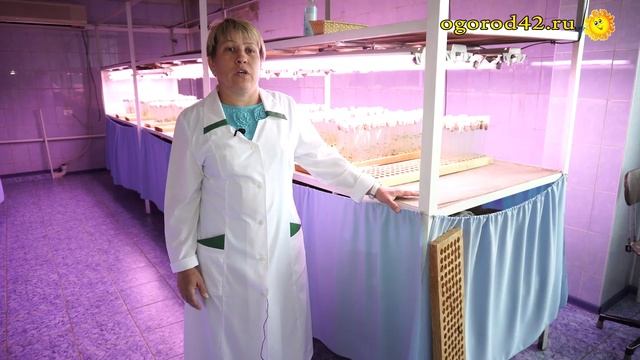 Способ борьбы с плагиатом в картофелеводстве смотреть онлайн