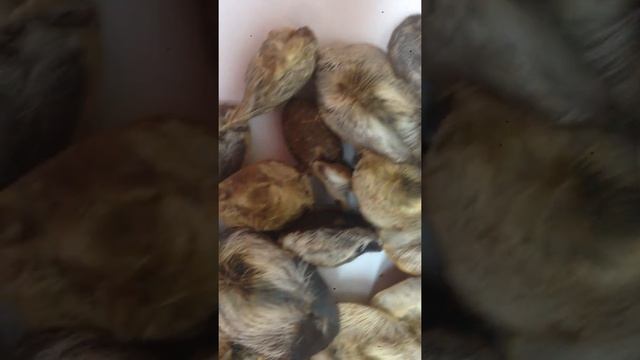 Струя кабарги, мускус, пушнина, +79526261279 Иркутск 사향 사슴 제트기, 麝香鹿,bear, musk deer Russia Siberia смотреть онлайн