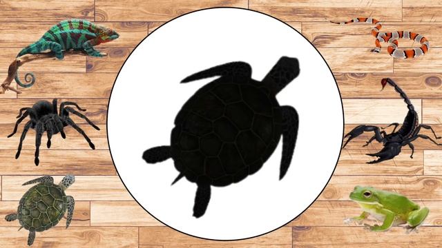 Learning Animals|turtle,snake, frog, spider, chameleon QiatQiatTV #animals #games смотреть онлайн