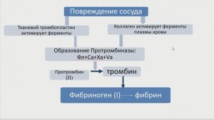 Физиология крови. Часть 4. Гемостаз.