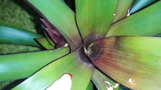 Bromelie Bromelia Pflege Ableger Triebe Zimmerpflanze Ananasgewächse Bromelien Ableger vermehren смотреть онлайн