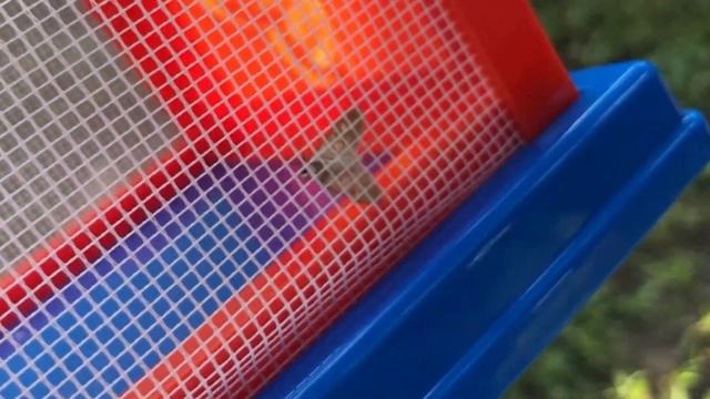 Harper and Daddy Play and Have a REAL Bug Hunt! We Catch and Look at Tiny Bugs in the Woods! смотреть онлайн