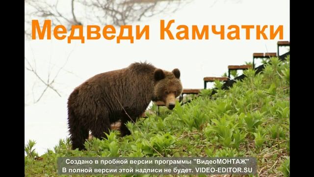 МИР Многообразен смотреть онлайн