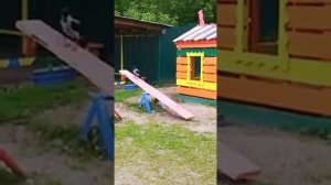 Ворона катается на качелях !!!!!!
