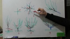 Формировка ПЕРСИКа ЧАШЕЙ, с 1 по 4 год. Обрезка на звено плодоношения. Секреты зимнего укрытия.