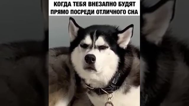 Котики собачки смотреть онлайн