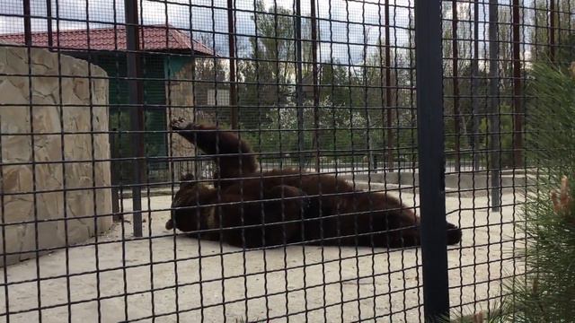 Медведь Юра лежит довольный на спине! Тайган смотреть онлайн