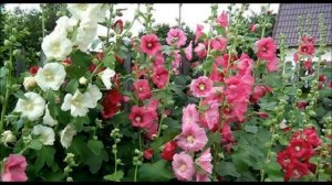 Многолетняя мальва Ее еще называют  Шток роза