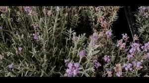 Краснодар цветочный рынок 05 08 20г