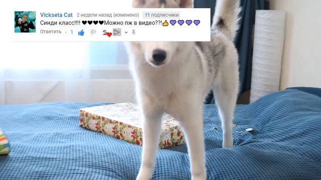 ХАСКИ СИНДИ ПРАЗДНУЕТ ПОЛ ГОДА! Говорящая собака смотреть онлайн