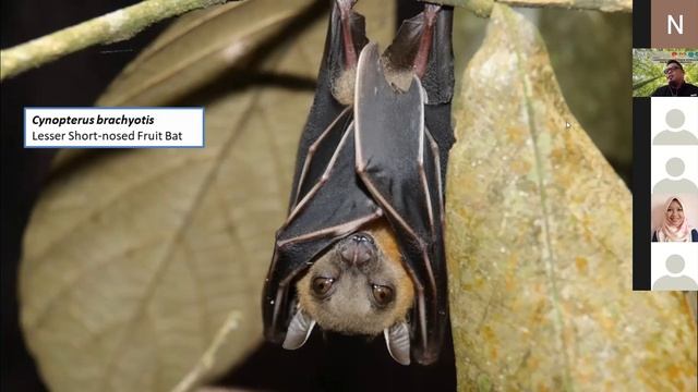 Webinar Conservation Approach for Wildlife in Malaysia | KeTSA | MyBIS | FRIM смотреть онлайн