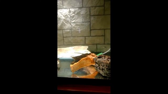 Зеленеет вода в аквариуме и как с этим бороться? смотреть онлайн