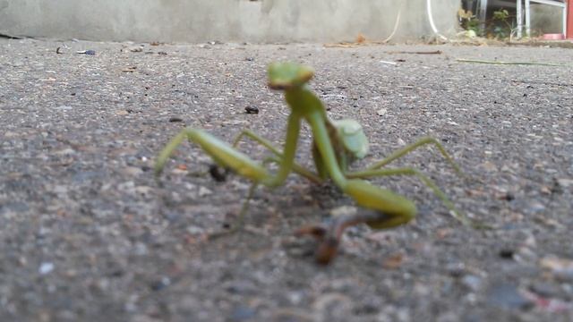 Багамол vs червяк смотреть онлайн