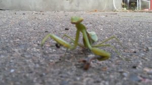 Багамол vs червяк