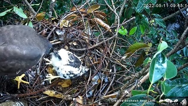 Crested Goshawk gets a rat for breakfast. 11 May 2022 смотреть онлайн