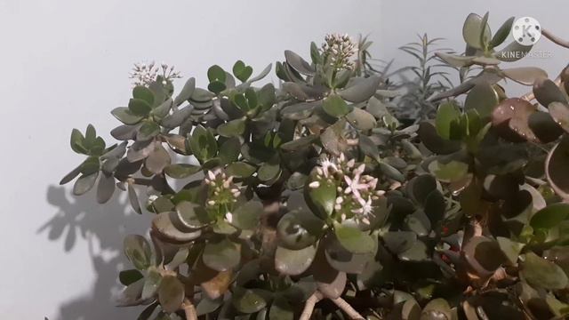 Доллар гули гуллаши учун нима килишимиз керак