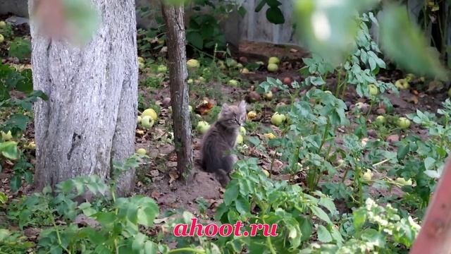 ahoot.ru | Яблоки сорта Антоновка обыкновенная любят даже котята и возможно отметят лайком зрители смотреть онлайн