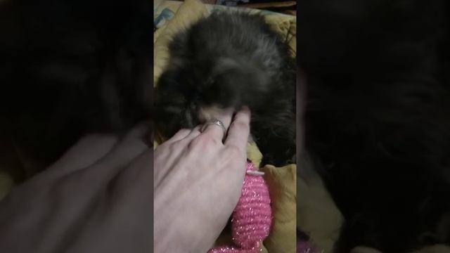 Персидская кошка - котенок Аляска, 3 месяца, девочка смотреть онлайн