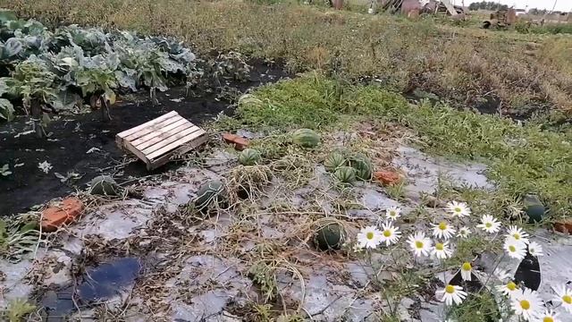 АРБУЗЫ в ТЮМЕНИ ,растут даже без ухода и теплиц ! смотреть онлайн