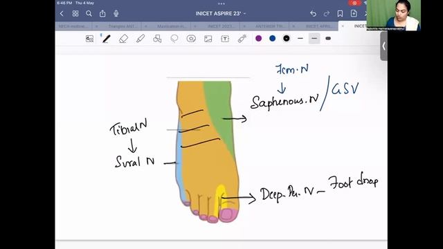 Rapid Revision for INICET - Anatomy | Dr Raj Kohila M.D., | Medusane & IMA MSN JDN TNSB смотреть онлайн
