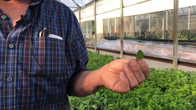 Gardening Tips And Advice From A PRO!