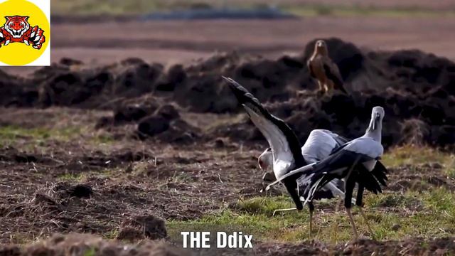 The world's most feared birds of prey/Animal world #8 /Video 4k смотреть онлайн