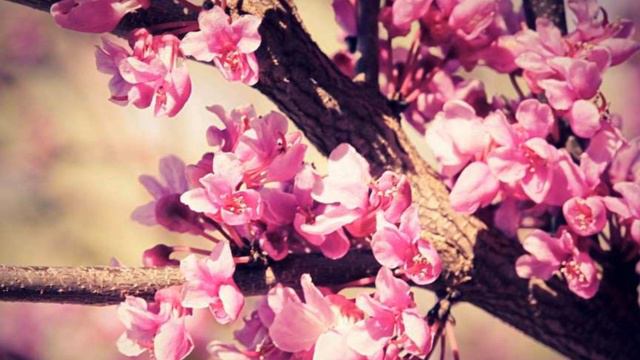 Música Instrumental Japonesa (Tadao Sawai-Seoto). смотреть онлайн