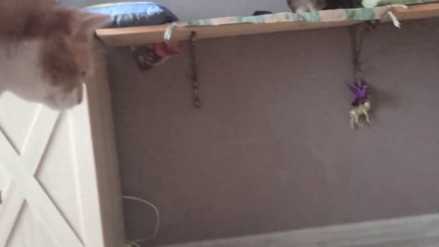 Шура, хватит щипать кошек за бока! смотреть онлайн