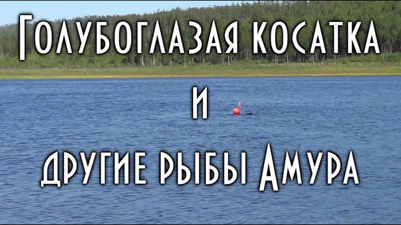 ПОДВОДНЫЙ МИР СИБИРИ. ГОЛУБОГЛАЗАЯ КОСАТКА И ДРУГИЕ РЫБЫ ПОД ВОДОЙ. смотреть онлайн