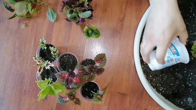 🍁Мои комнатные цветы.🍁Пересадка колеусов.🍁 смотреть онлайн
