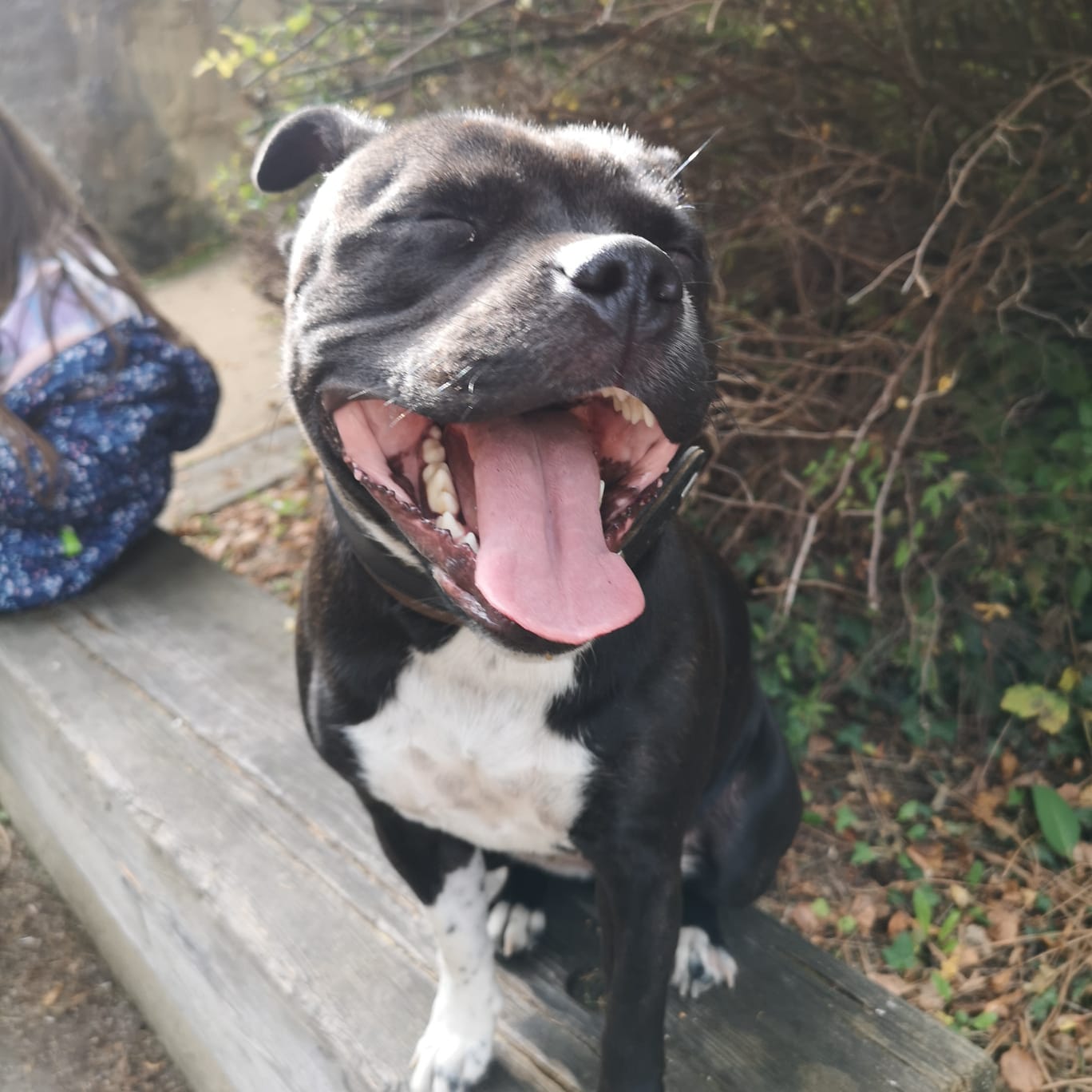 Леди Стаффи в деле смотреть онлайн