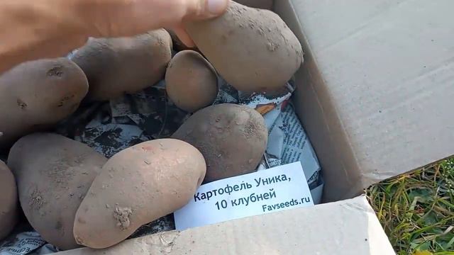 Уника картофель Обновляем семена смотреть онлайн
