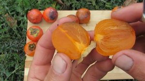 Немного о гибридных сортах хурмы...