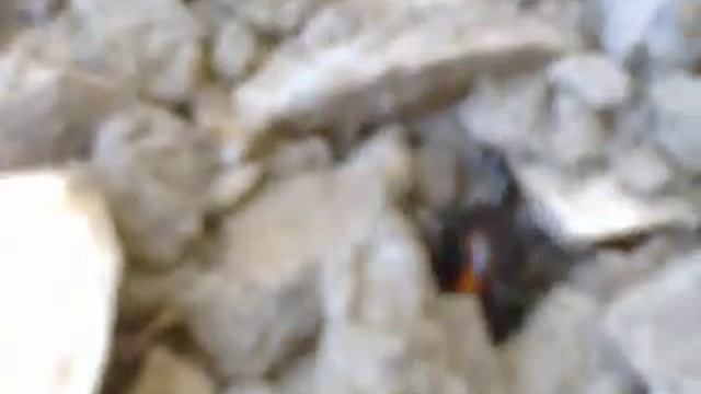 Дагестанский каракурт смотреть онлайн