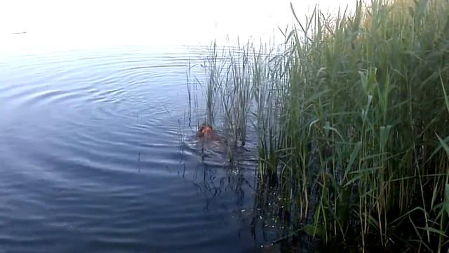 Ума плавает часами смотреть онлайн