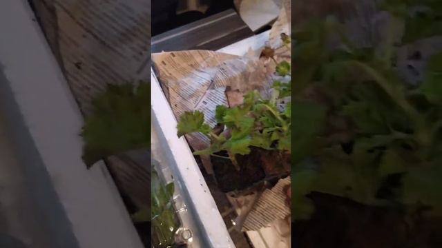 Посылка от агрофирмы 