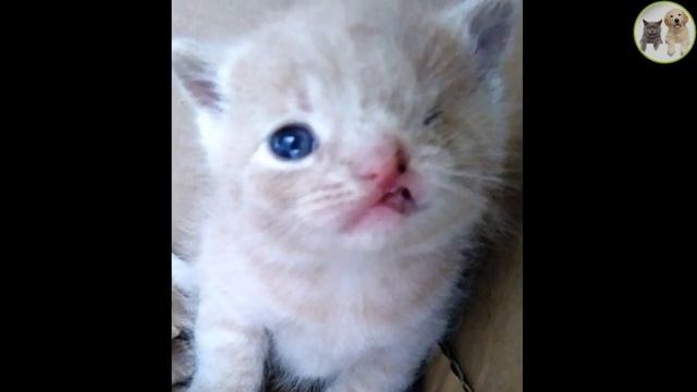 A stray cat led rescuers to her kittens, one of them turned out to be special смотреть онлайн