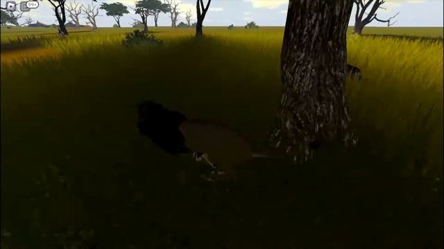 Hunting zebra as a male lion ROBLOX Wild Savanna смотреть онлайн