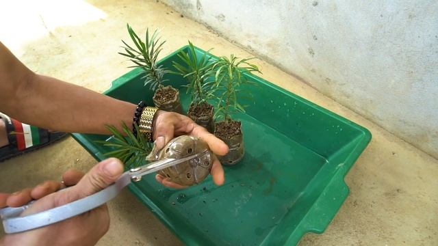 How To Grow Podocarpus In Bananas At Home For Beginners | Growing Podocarpus From Branches