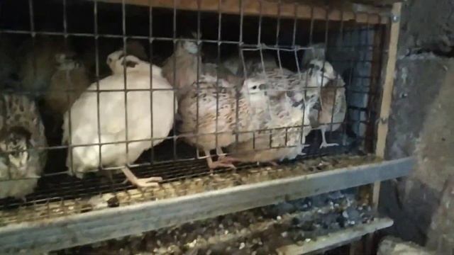 ПЕРЕПЕЛА ЗОЛОТИСТЫЙ ФЕНИКС.30 ДНЕЙ. ВЕС, ПЛЮСЫ И МИНУСЫ ЭТИХ ПЕРЕПЕЛОВ СПУСТЯ МЕСЯЦ СОДЕРЖАНИЯ. смотреть онлайн