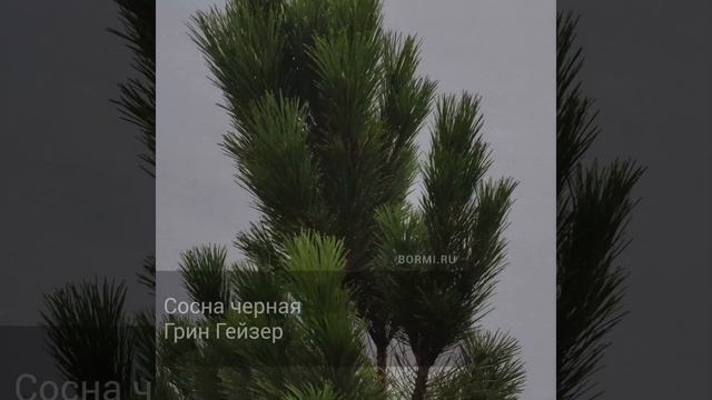 Сосна черная Грин Гейзер смотреть онлайн