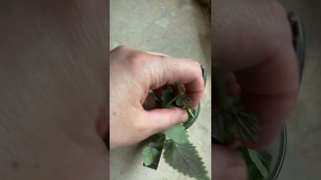 Вырастила мяту, пью чай! #чай #мята #огороднаокне