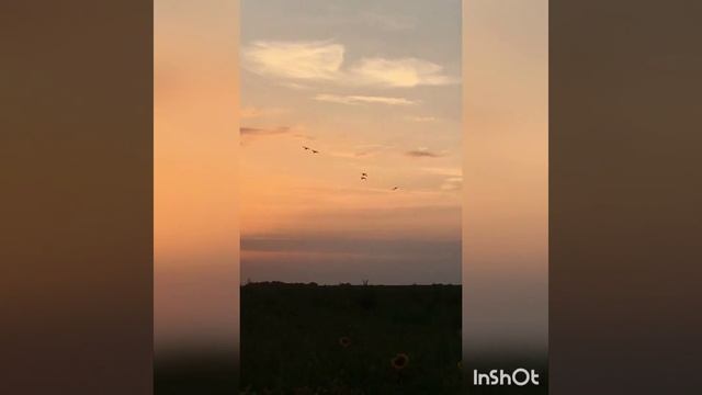 Охота на утку 2018! Киевская обл. РАЗВЕДКА. Нашел много утки. Бекас, Кулики! Duck hunting смотреть онлайн