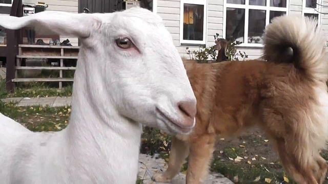 Нубийские козы и Тибетские мастифы Farmsted SuperFold смотреть онлайн